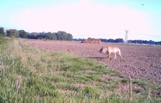 Provincie Groningen bereidt zich voor op zwervende wolven