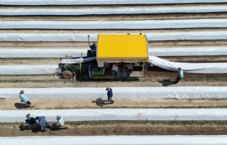 Oogstmachine maakt aspergeteelt stuk minder arbeidsintensief