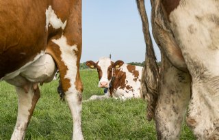 Kabinet zet gesprekken over dierwaardige veehouderij voort