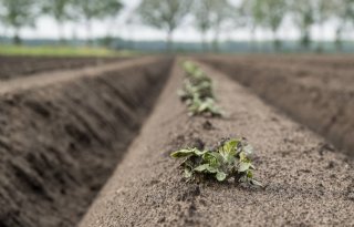 Europese oogstprognoses boven vijfjarig gemiddelde