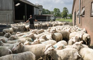 Aantal besmettingen met blauwtong neemt versneld toe