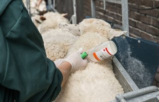 Duitsland roept op om snel te vaccineren tegen blauwtong