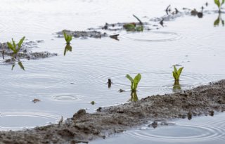 Wateroverlast leidt tot geelverkleuring suikerbieten