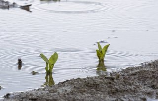 Waterschap Limburg verlengt regeling water vasthouden vanwege natheid