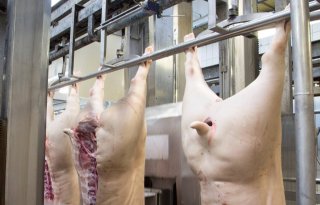 Vleesvarkens zwaarder en vetter in eerste weken van 2025