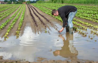 Wateroverlast gaat telers niet in koude kleren zitten: 'Je bent machteloos'