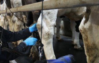 Melkprijs Leerdammer in januari beduidend lager