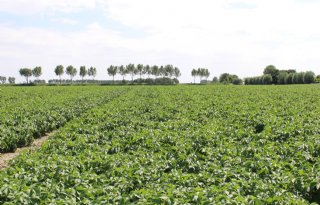 Nu al zware druk van phytophthora in vroege aardappelen