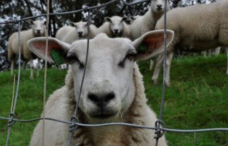 België ziet blauwtong als crisis en helpt boeren