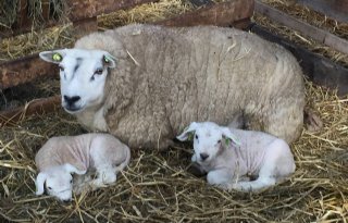 Schapen duur door krap aanbod Europa