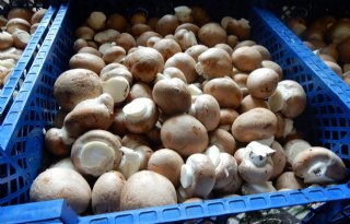 Champignons kunnen goed worden geteeld met minder veen