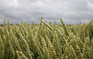 Brussel verlaagt oogstraming voor tarwe opnieuw