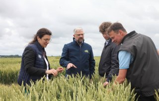 Frans kweekbedrijf blaast nieuw leven in hybridetarwe