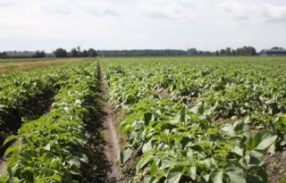 Greenpeace komt op voor positie Belgische aardappelteler