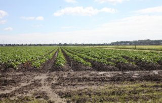 Afspoeling belangrijke emissieroute van middelen naar oppervlaktewater