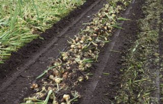 FlevoTrade Onions krijgt uitstel van betaling