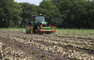 Akkerbouwer rooit mooie winteruien ondanks nattigheid