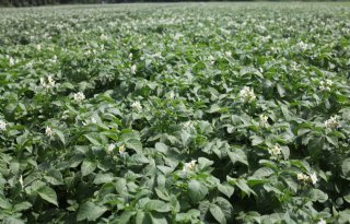 TopCrop geeft certificering bredere en internationalere uitstraling