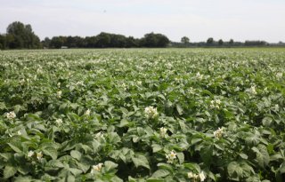 Wiersma scherpt teeltvoorschriften phytophthora en AM aan