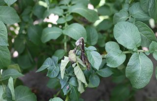 Ctgb laat nieuw fungicide toe tegen phytophthora in aardappelen