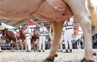 Topproducentes in schijnwerpers op eerste Nationale Roodbontshow