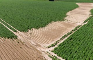 Zware buien hebben meer impact op opbrengsten dan droogte