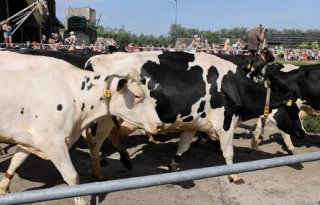 Koeien van Kaasboerderij Schep kunnen eindelijk naar buiten