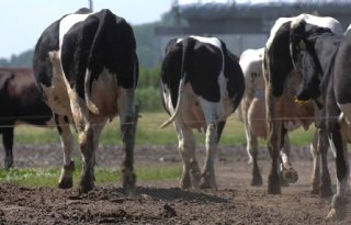 Noord-Holland voorziet pijnlijke keuzes door stikstofproblemen