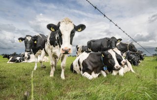 Melkveehouder steeds vaker beloond voor duurzaamheid, data delen is key