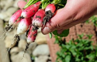 CNV meldt cao voor werknemers tuinzaad