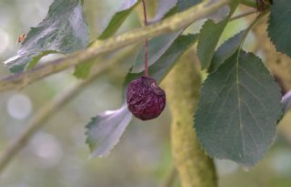 Suzuki-fruitvlieg geeft morellenoogst de doodsteek