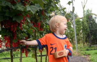 Fruittelers verwelkomen consumenten tijdens Fruitigste Kleinfruitdagen