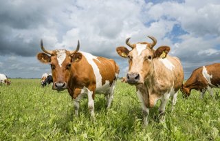 'Europese strategie voor biologische landbouw schiet tekort'