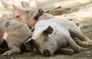 Stijgende vraag naar vlees in Afrika biedt kansen