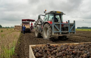 Laatste tulpenbollen vallen mee in opbrengst