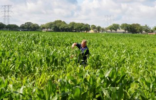 Goede weer geeft mais groeiboost