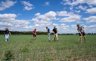 Jonge boeren samen aan de slag met teelt van gewassen