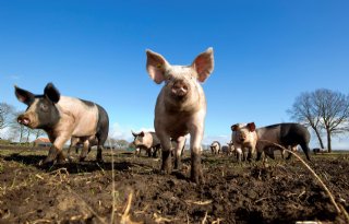 Vereniging voor buitenvarkens opgericht