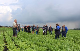 Resistent suikerbietenras heeft ondersteuning nodig