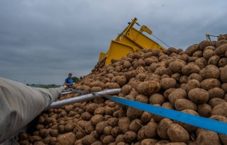 Aardappelprijs stabiliseert op 12,50 euro