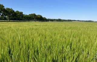 Weer forse verhogingen van pachtnormen in Limburg