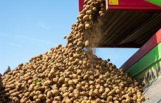 Aardappelen slijten vroeg na laat pootseizoen