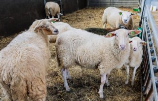 149 nieuwe plekken met blauwtong in afgelopen week