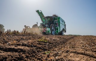 Bijna 90 procent van de Nederlandse aardappelen is uit de grond