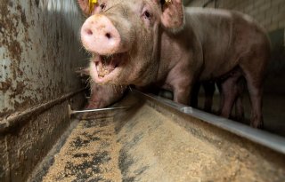 Varken verandert eetgedrag niet bij welzijnsprobleem