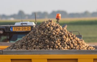 Aardappeltelers slaan flinke slag met oogstwerkzaamheden