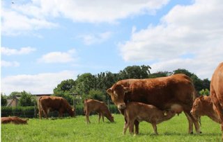 AJK Zuid-Limburg houdt 15 september Boerderijkijkdag op gemengd bedrijf