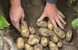 Enorme verschillen in Belgische proefrooiingen Fontane