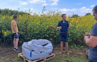 Veelzijdig gewas zonnekroon biedt kansen voor telers