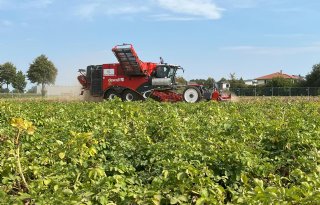 Aanbodbeperking heeft weinig effect op aardappelprijs